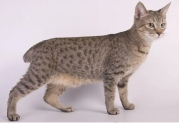 短尾貓 (Bobtail)